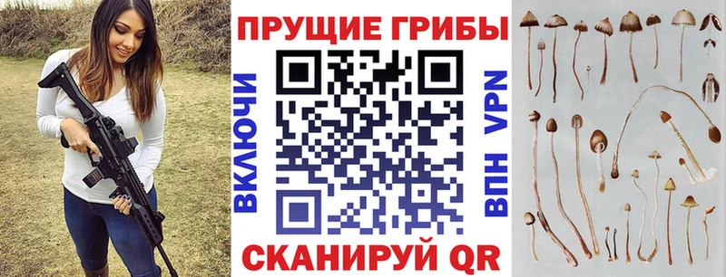 закладка  Черняховск  Псилоцибиновые грибы Cubensis 
